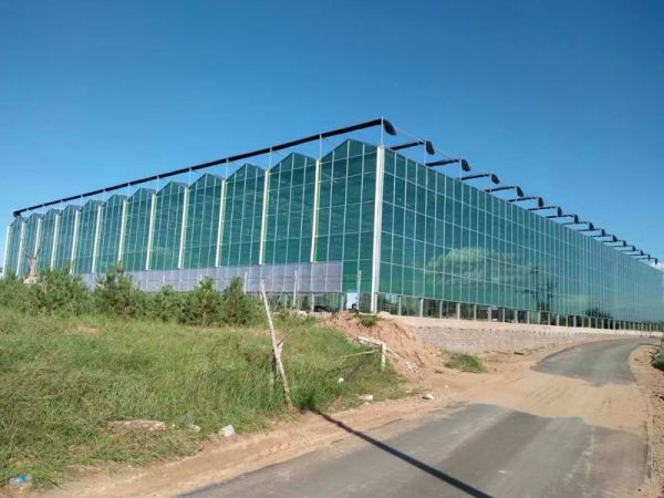 采用玻璃溫室種植有什么優勢?